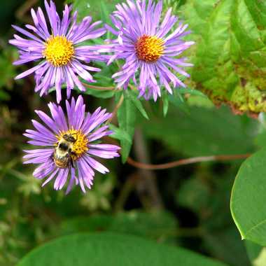 Photo: A healthy lunch on an aster blossom.